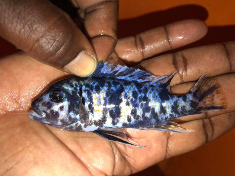 Maylandia zebra 'Londo Bay'